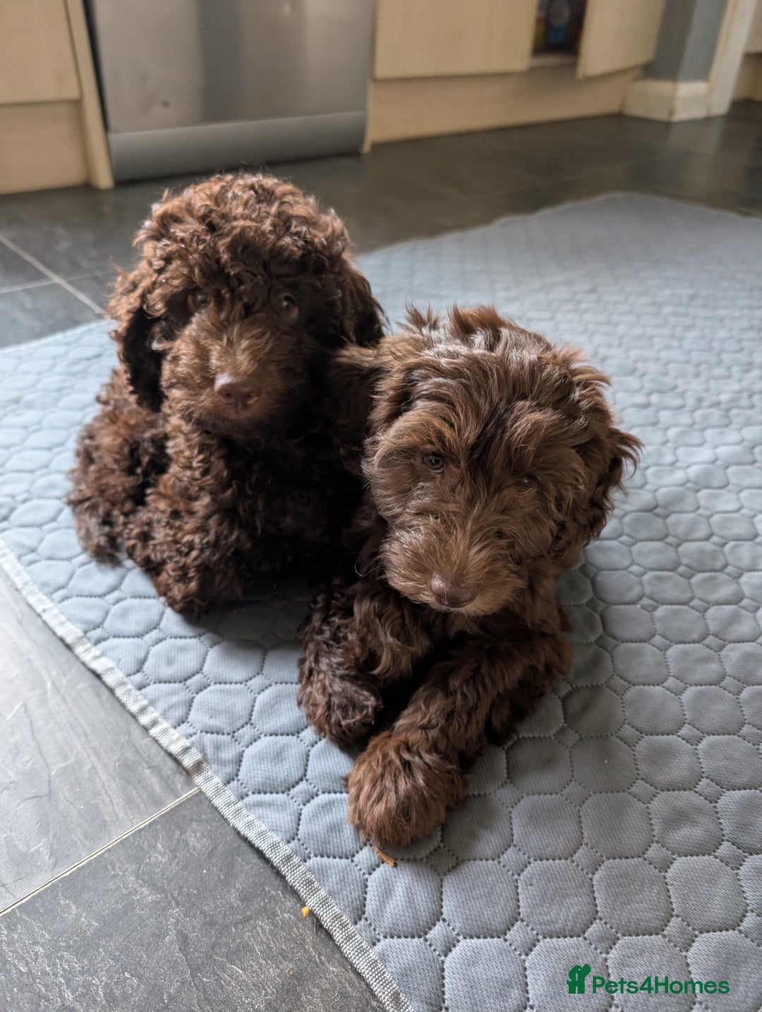 Labradoodle dogs for sale: Mini Chocolate Labradoodle DNA checked  - Image 5