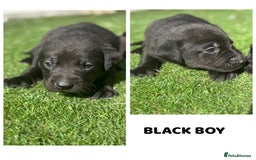 Labrador Retriever dogs for sale: Beautiful top kc line Labrador puppy’s  - Image 3