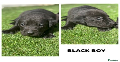Labrador Retriever dogs - Advert 7