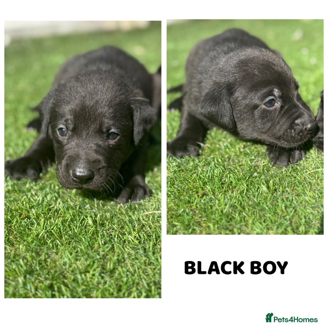 Labrador Retriever dogs for sale: Beautiful top kc line Labrador puppy’s  - Image 3