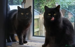 British Longhair cats for sale: Meet Hocus & Pocus  - Image 1