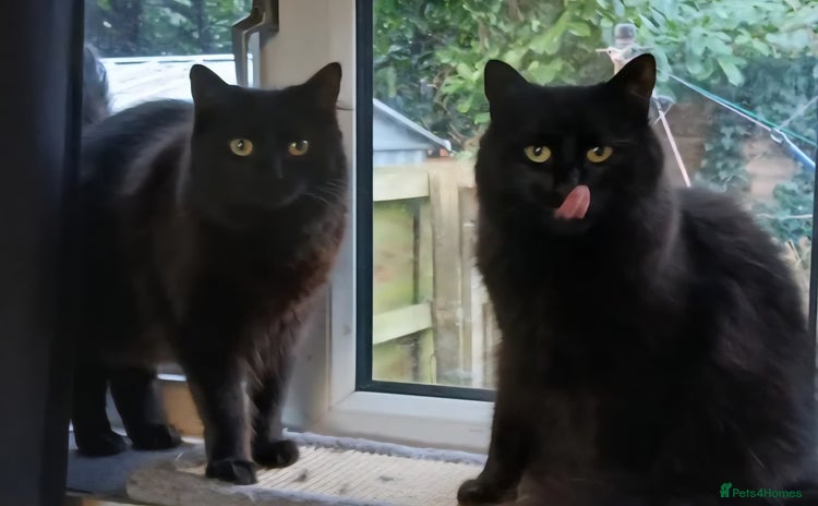 British Longhair cats - Advert 1