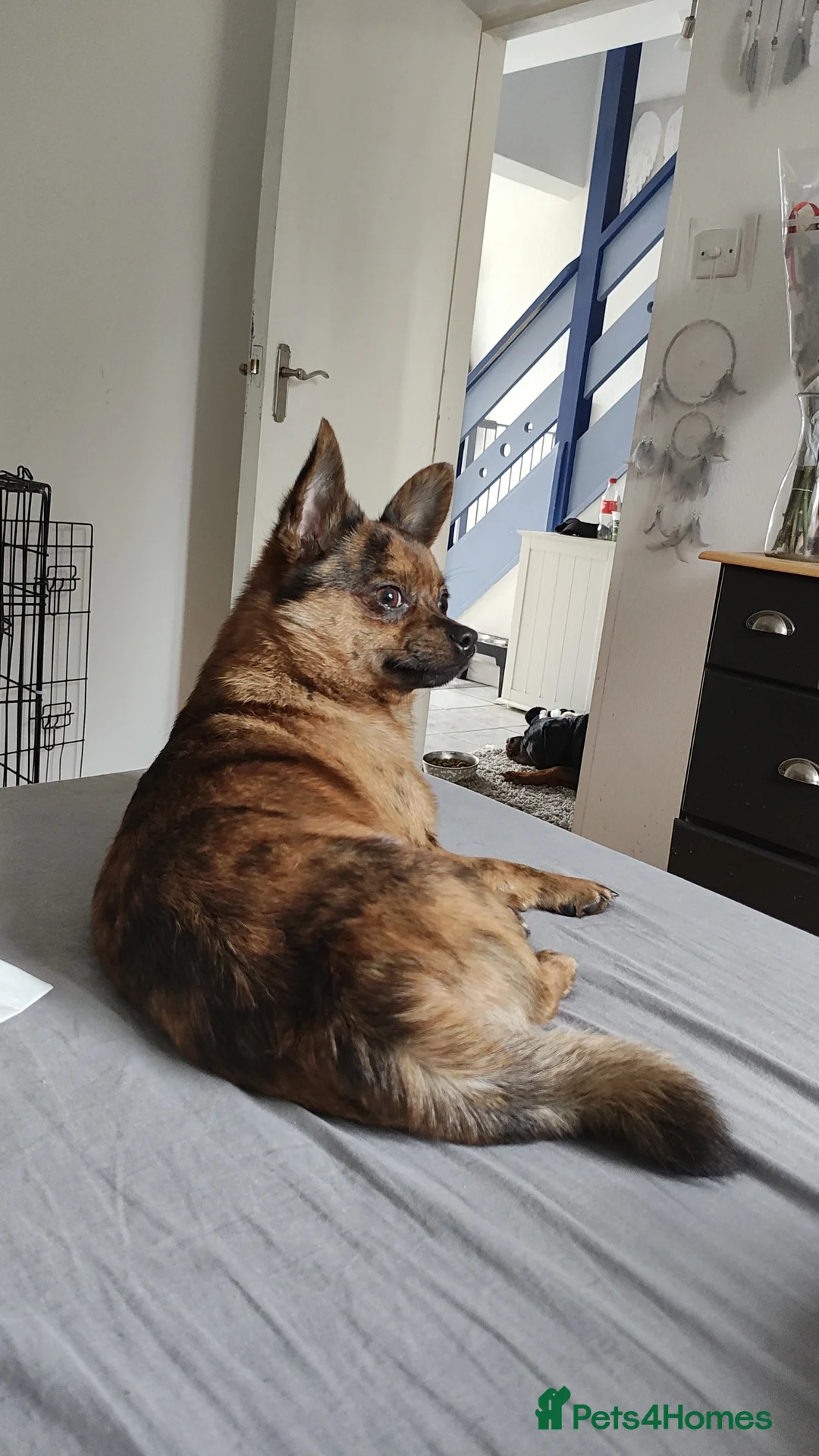 Mixed Breed dogs for stud: POMERANIAN x JACK RUSSELL CHIHUAHUA MIX STUD DOG - Advert 6