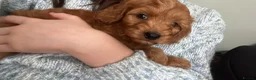 Cockapoo dogs for sale: Toy Cockapoo puppies - ready now - Advert 7
