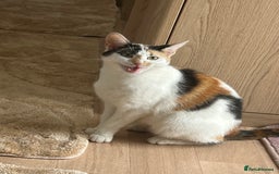 Mixed Breed cats for sale: Baby kittens for sale - Image 23