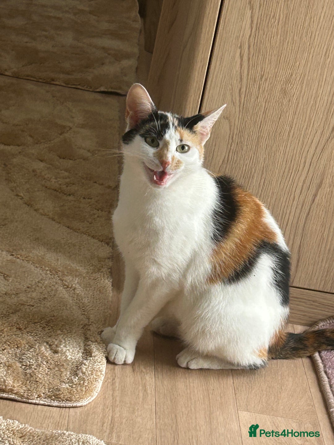 Mixed Breed cats for sale: Baby kittens for sale - Image 23