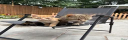 Mixed Breed cats for sale: READY NOW Bengal x kittens  - Advert 13