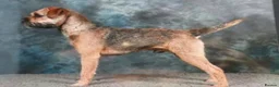 Border Terrier dogs for sale: 7 gorgeous Border Terrier puppies!!  - Advert 5