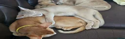 Abyssinian cats for sale: Abyssinian kittens - Advert 9