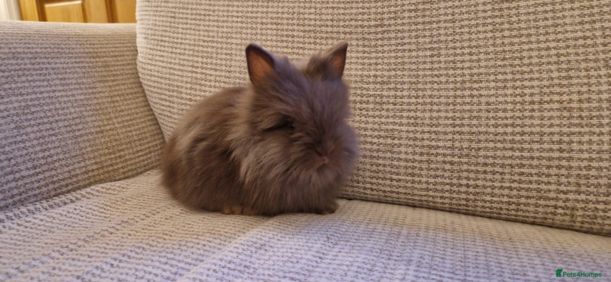Lionhead rabbits Purebred Lionheads for sale - Advert 4