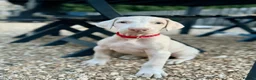Dobermann dogs for sale: Exceptional White & Cream Doberman Puppies - Advert 26