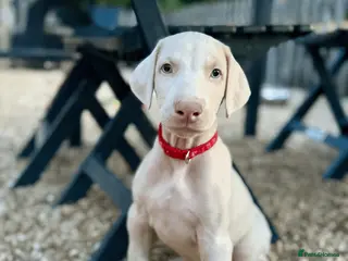 Dobermann dogs Stunning white doberman puppies for sale! - Advert 5