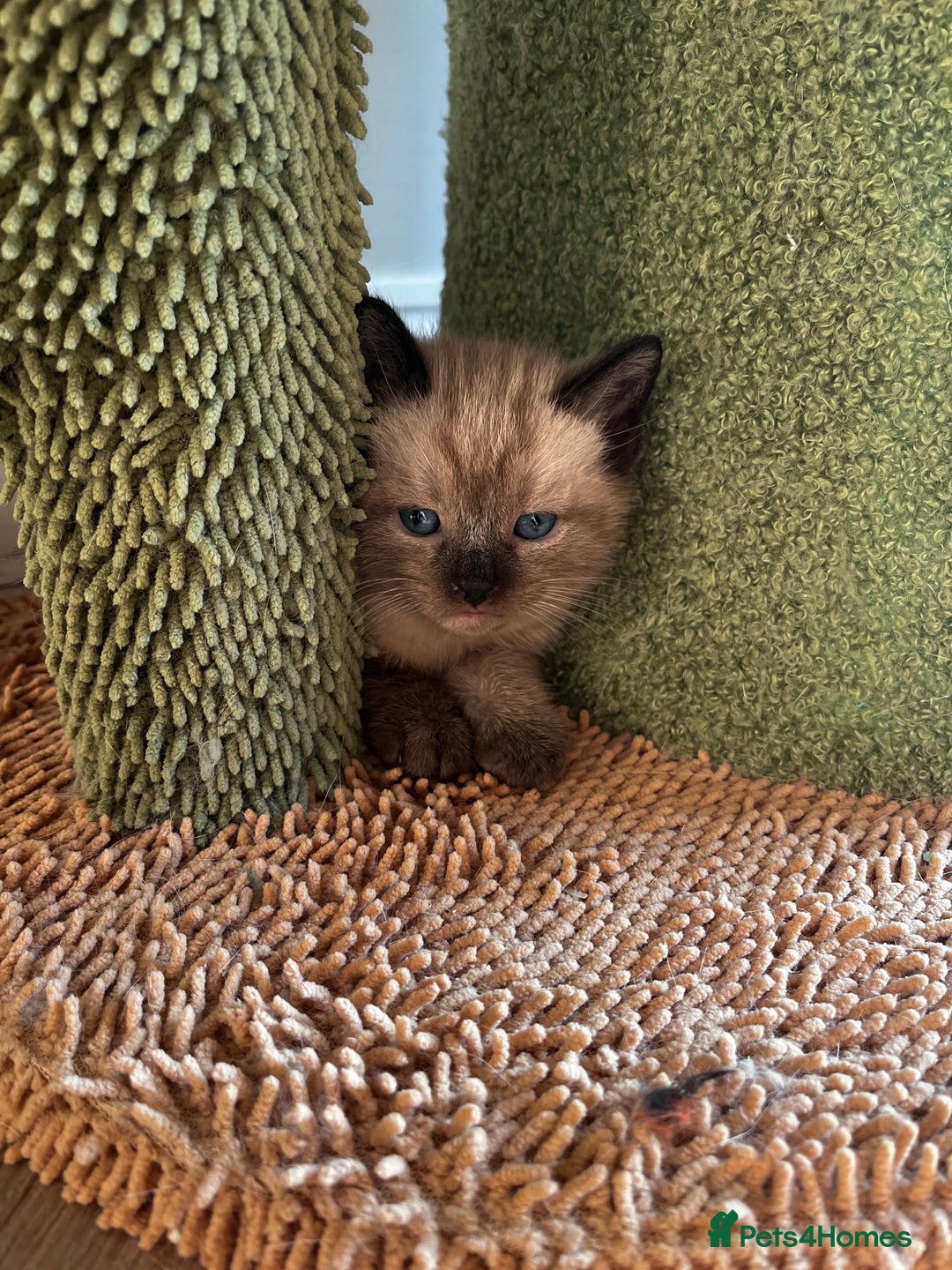 Ragdoll cats for sale: Ragdoll X kittens  - Advert 4