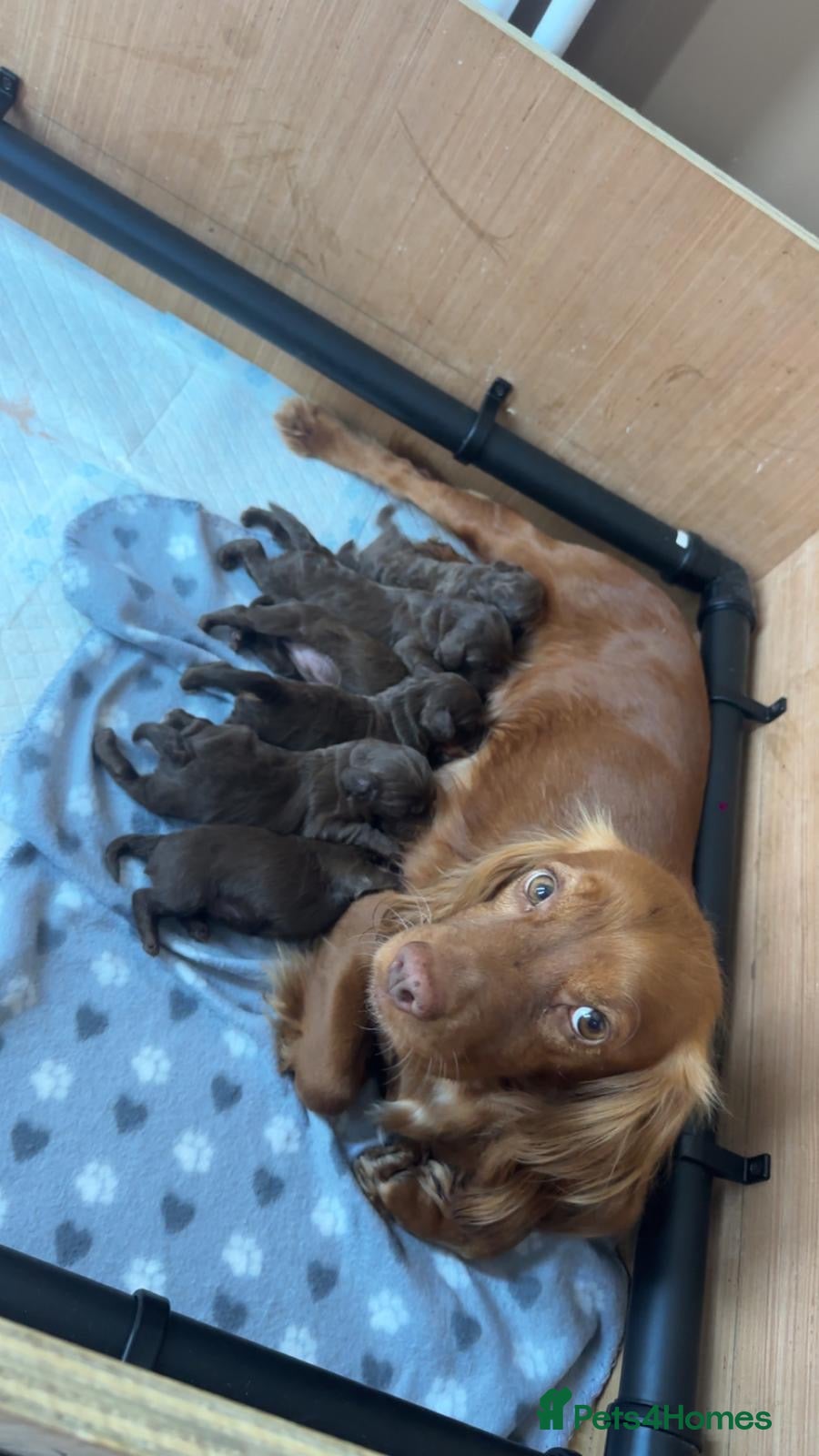 Cockapoo dogs 1 boy available  - Advert 5