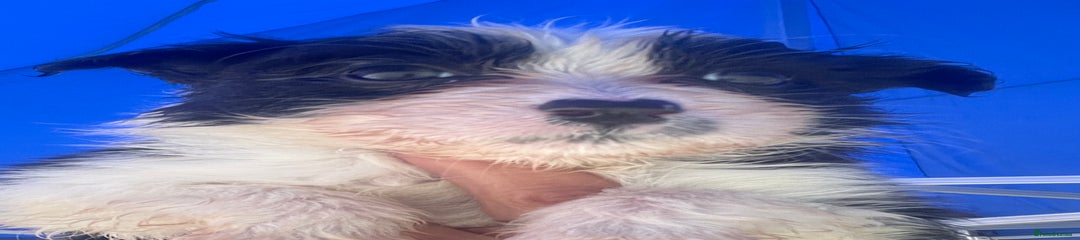 Border Collie Puppy 4