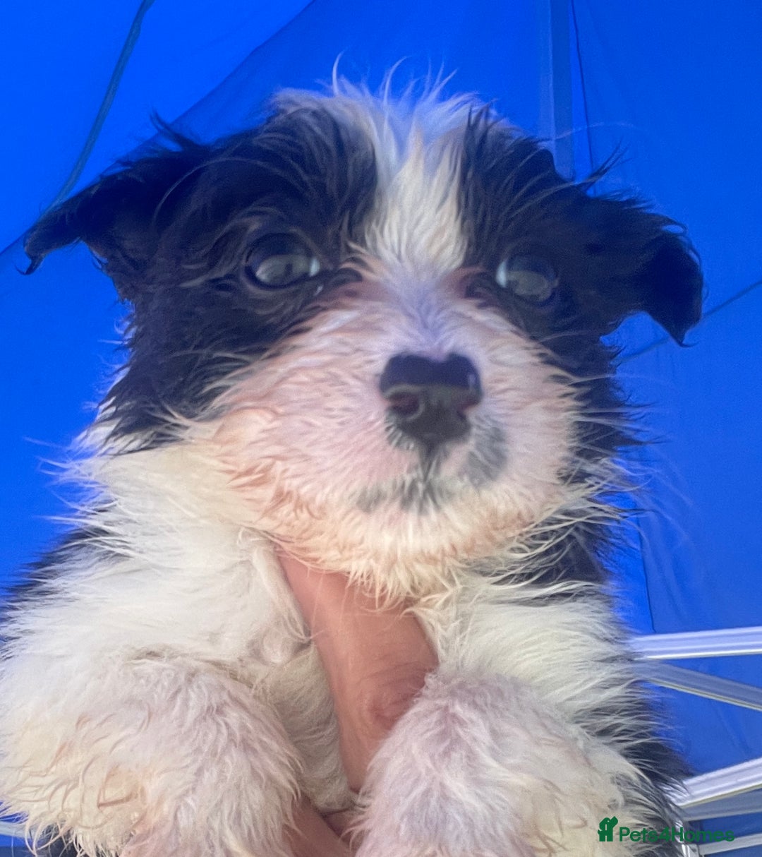 Border Collie dogs for sale: Lovely black and white Border Collie puppies.  - Image 7