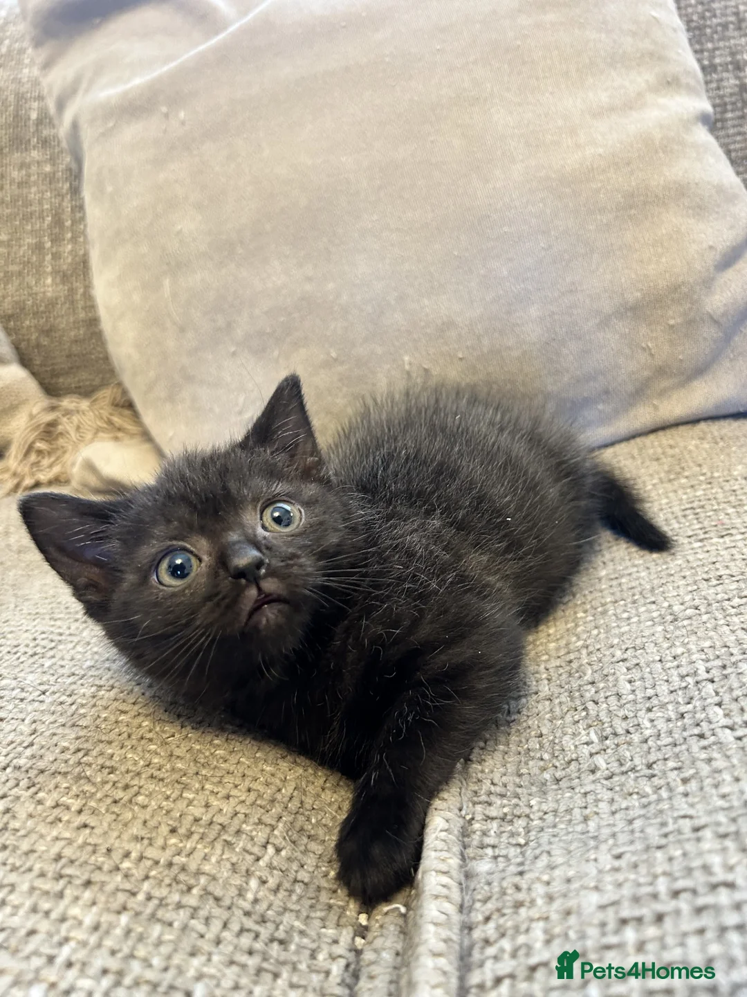Mixed Breed cats for sale: Female Kittens Looking for Their Forever Homes ✨ - Advert 4