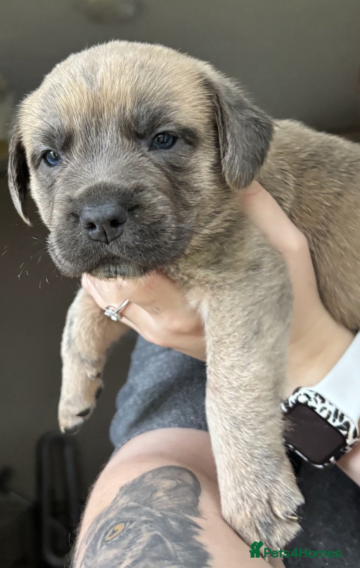 Mixed Breed dogs Gorgeous Blue & Brindle Mixed Breed Puppies 🫐💗 - Advert 3