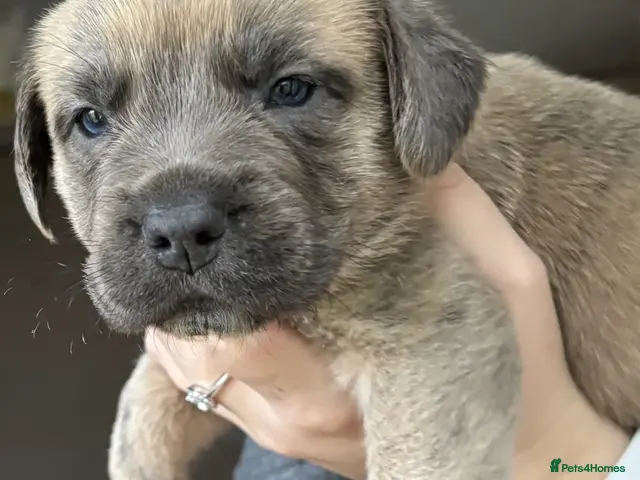 Mixed Breed dogs Gorgeous Blue & Brindle Mixed Breed Puppies 🫐💗 - Advert 20