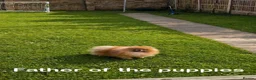 Pomeranian dogs for sale: KC Quality Pomeranians in Morden - Advert 34