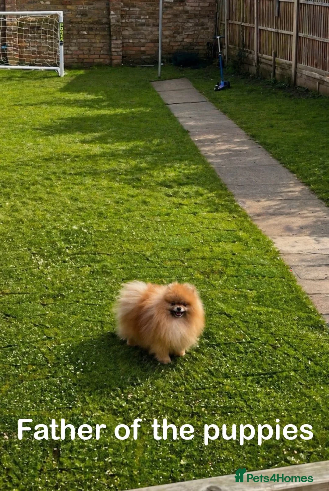 Pomeranian dogs for sale: KC Quality Pomeranians in Morden - Advert 34