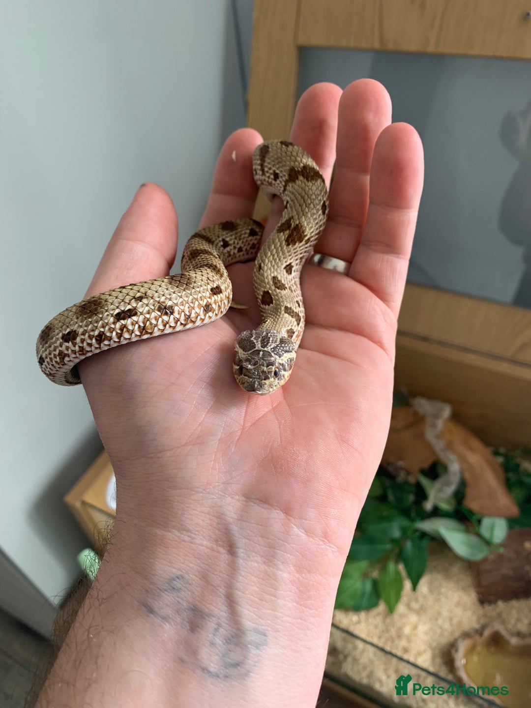 Snake reptiles for sale: Male Western Hog Nose stunning markings & set up - Image 2