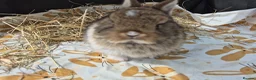 Netherland Dwarf rabbits for sale: Netherland dwarf.  Dwarf lops. mini lops  - Advert 7