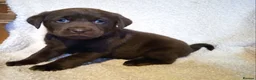 Labrador Retriever dogs for sale: KC CHOCOLATE LABRADORS PUPPIES, H TESTED PARENTS  - Advert 8