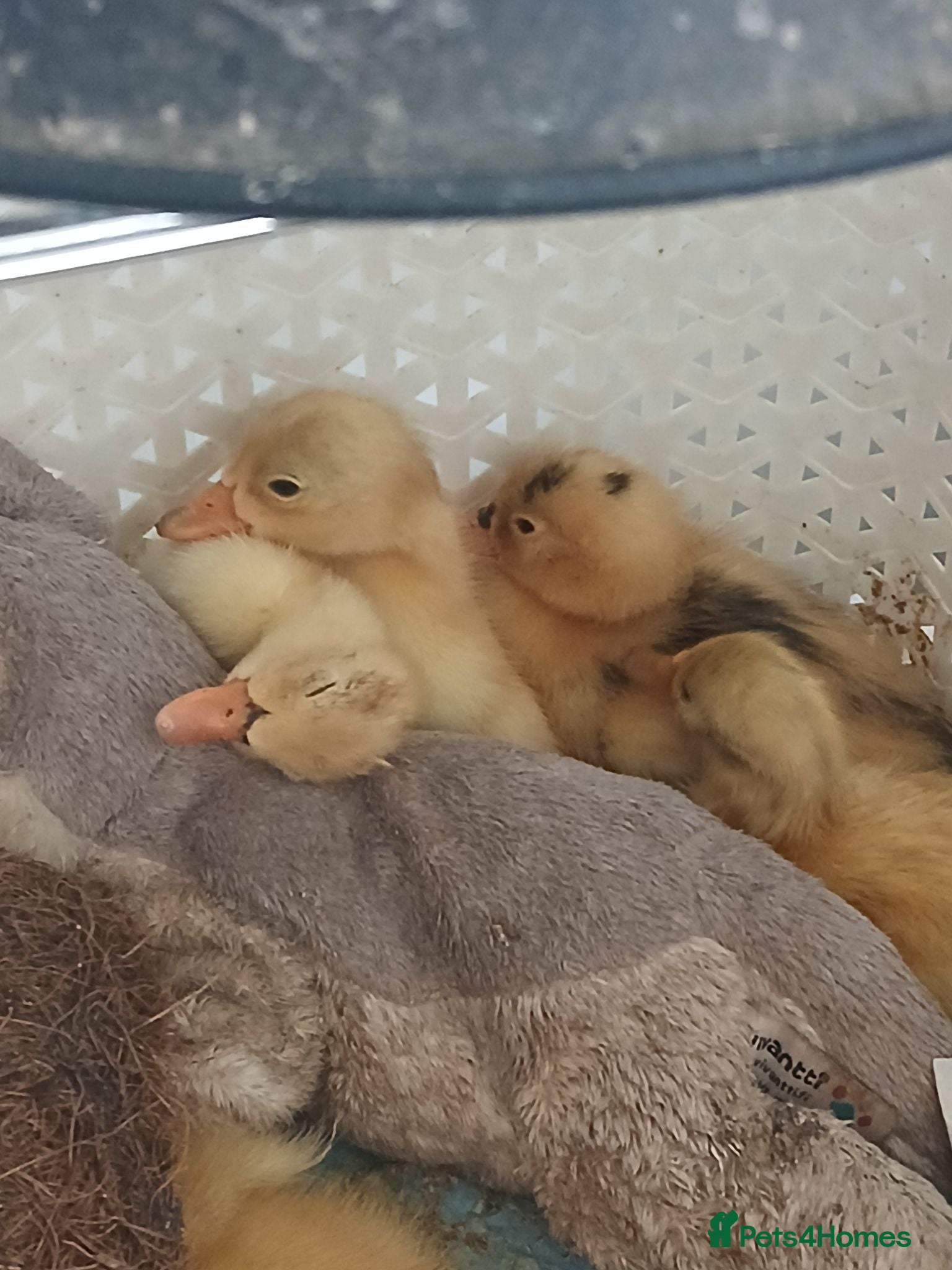 Mixed Breed birds Pure Indian runner ducklings 🐥  - Advert 1