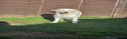 Golden Retriever dogs for sale: Our beloved Rosie is looking for her forever home - Advert 2