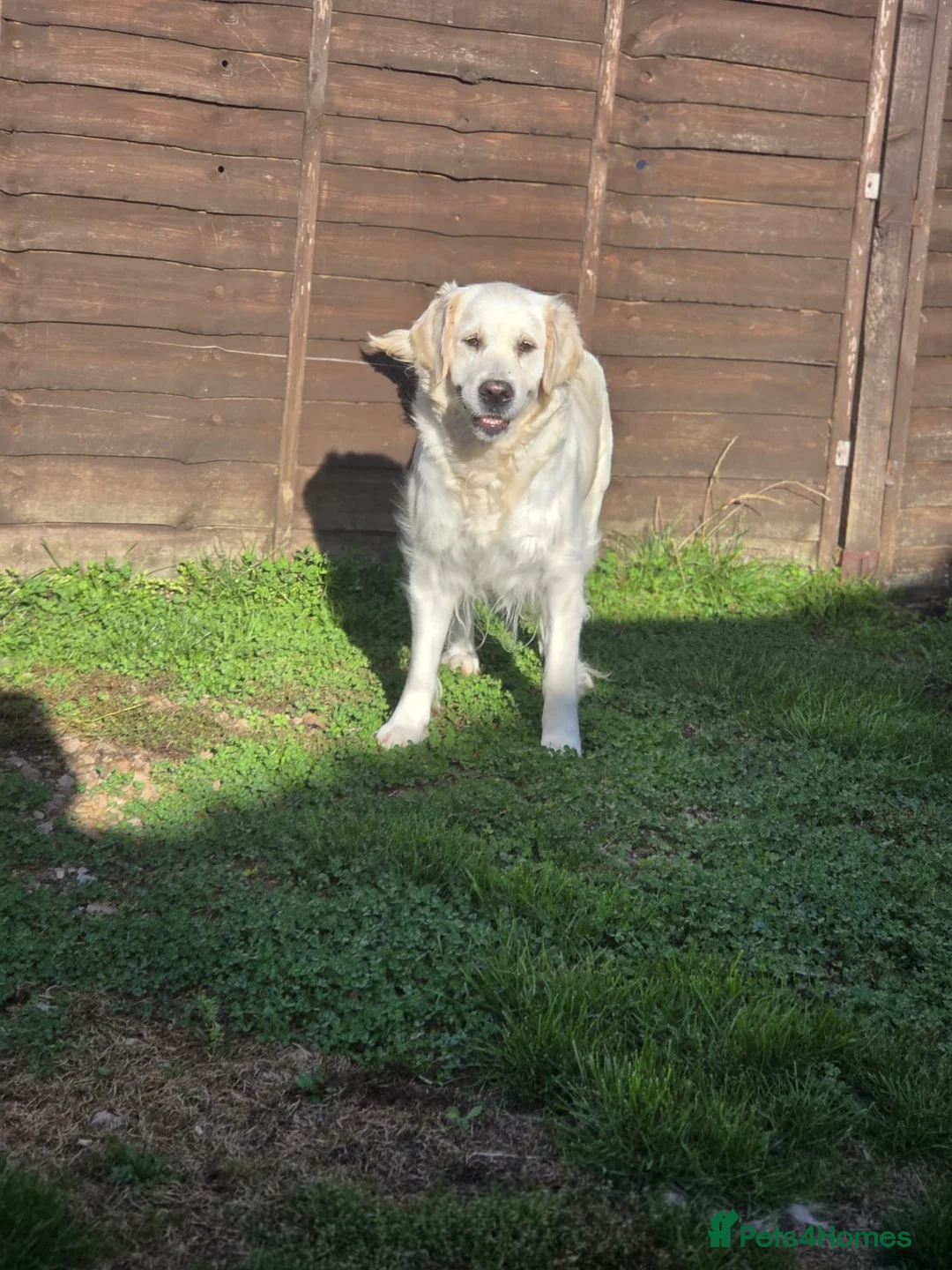 Golden Retriever dogs for sale: Our beloved Rosie is looking for her forever home - Advert 2