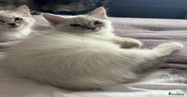Ragdoll cats - Advert 4
