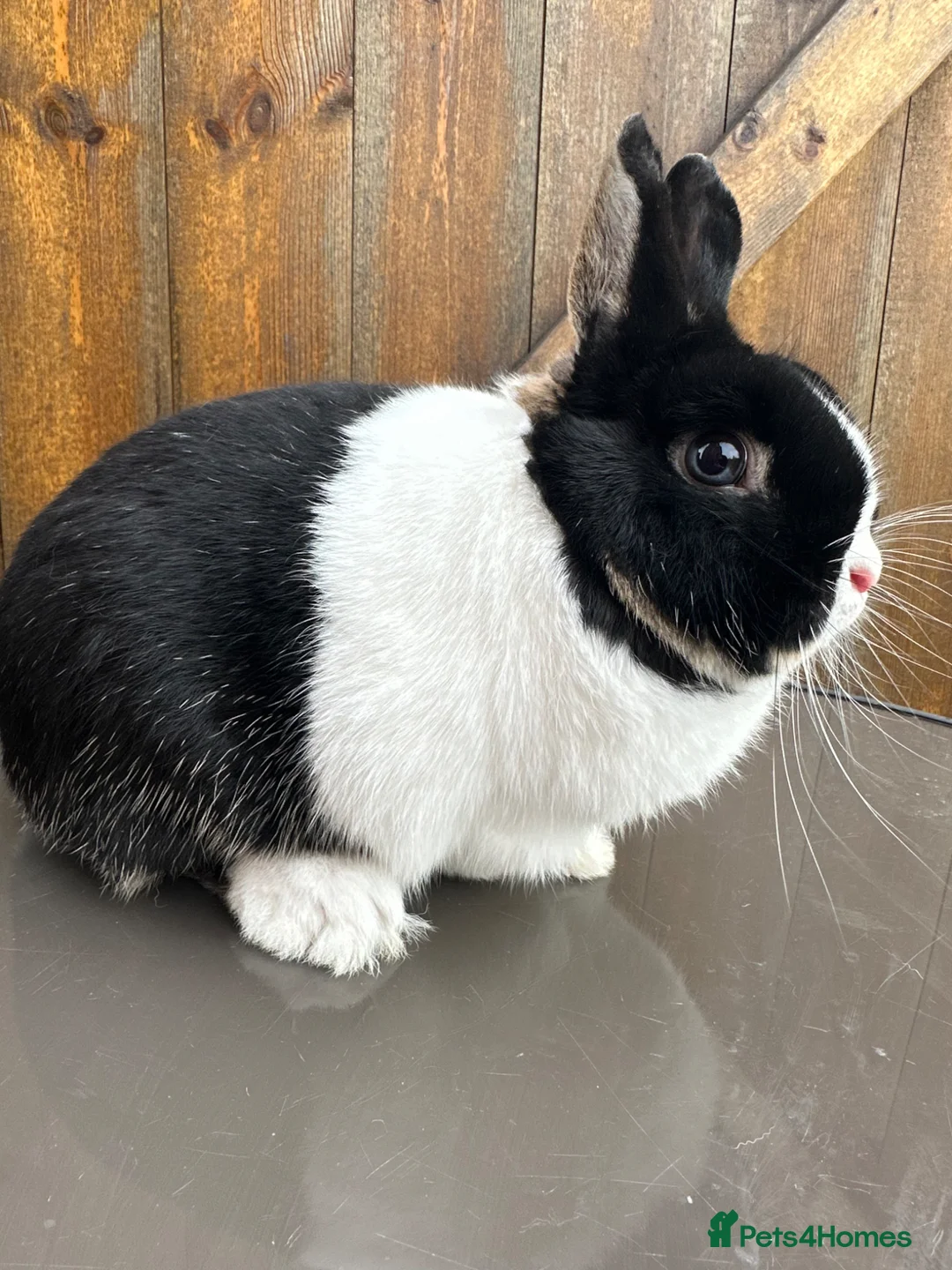Netherland Dwarf rabbits for sale: Netherland Dwarfs For Sale - Advert 1