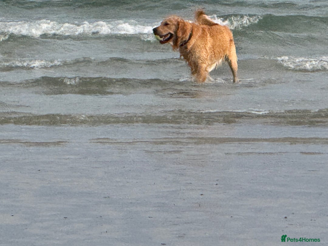 Golden Retriever dogs for stud: Dexx’s looking for a partner - Image 7