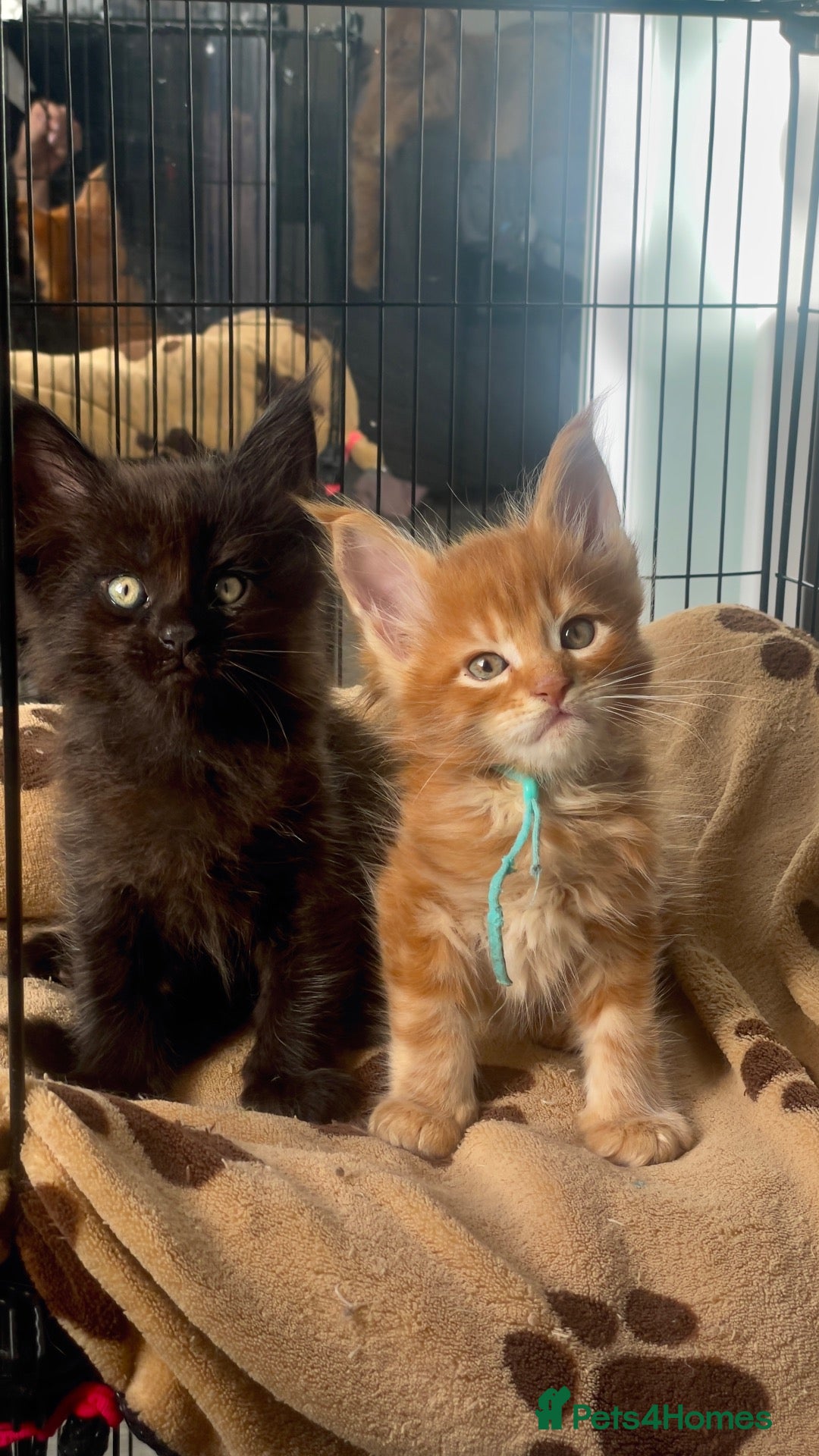 Maine Coon cats for sale:     2 Little Maine Coon Hearts Waiting for Love.❤️ - Advert 1