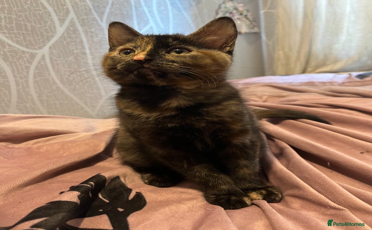 Mixed Breed cats - Advert 2