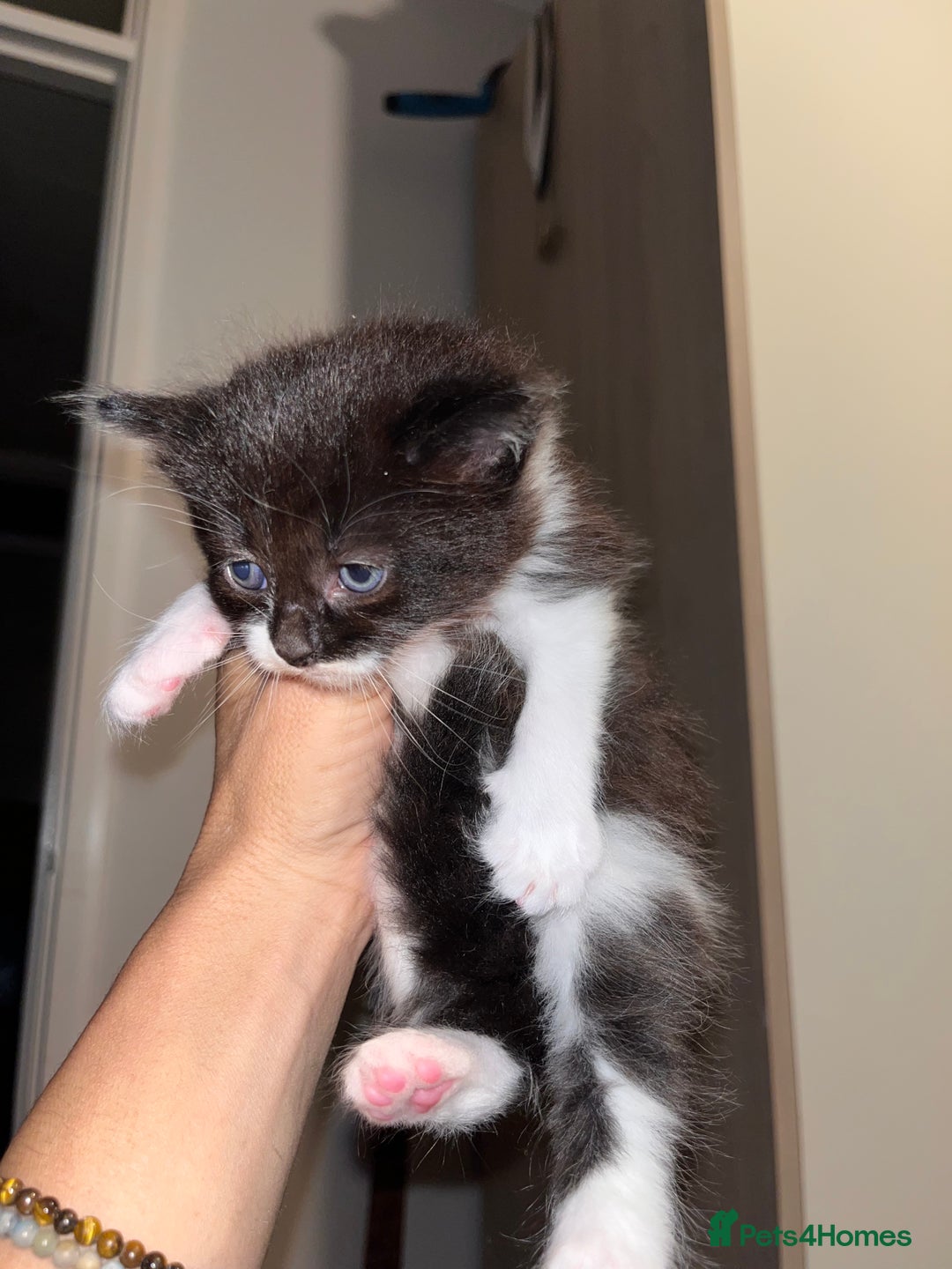 British Longhair cats for sale: Beautiful fluffy kitten’s - Image 6