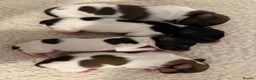 Papillon dogs for sale: Gorgeous litter of Papillon puppies for sale - Advert 11