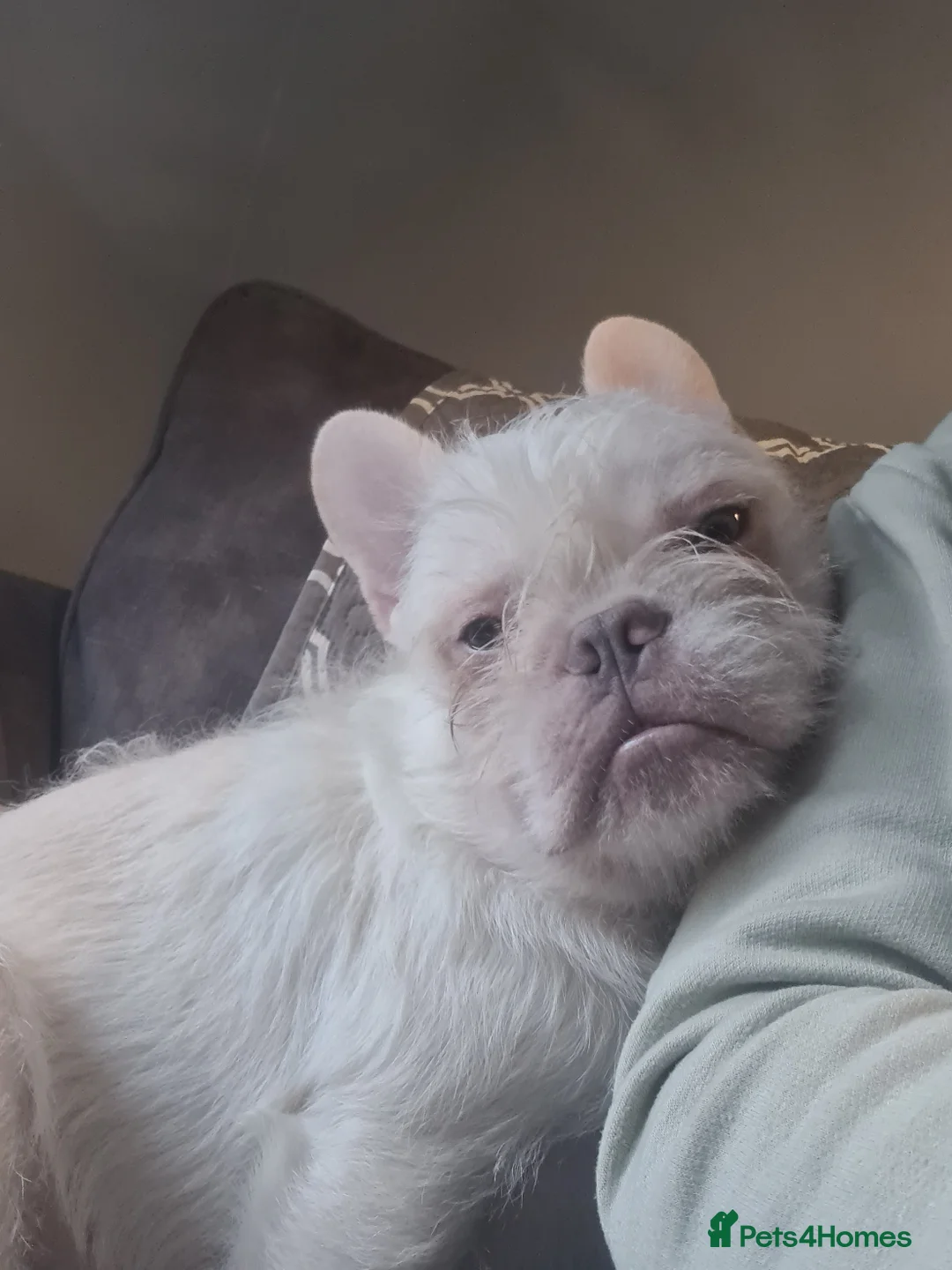 French Bulldog dogs for sale: Furnished french bulldog puppies  - Advert 10