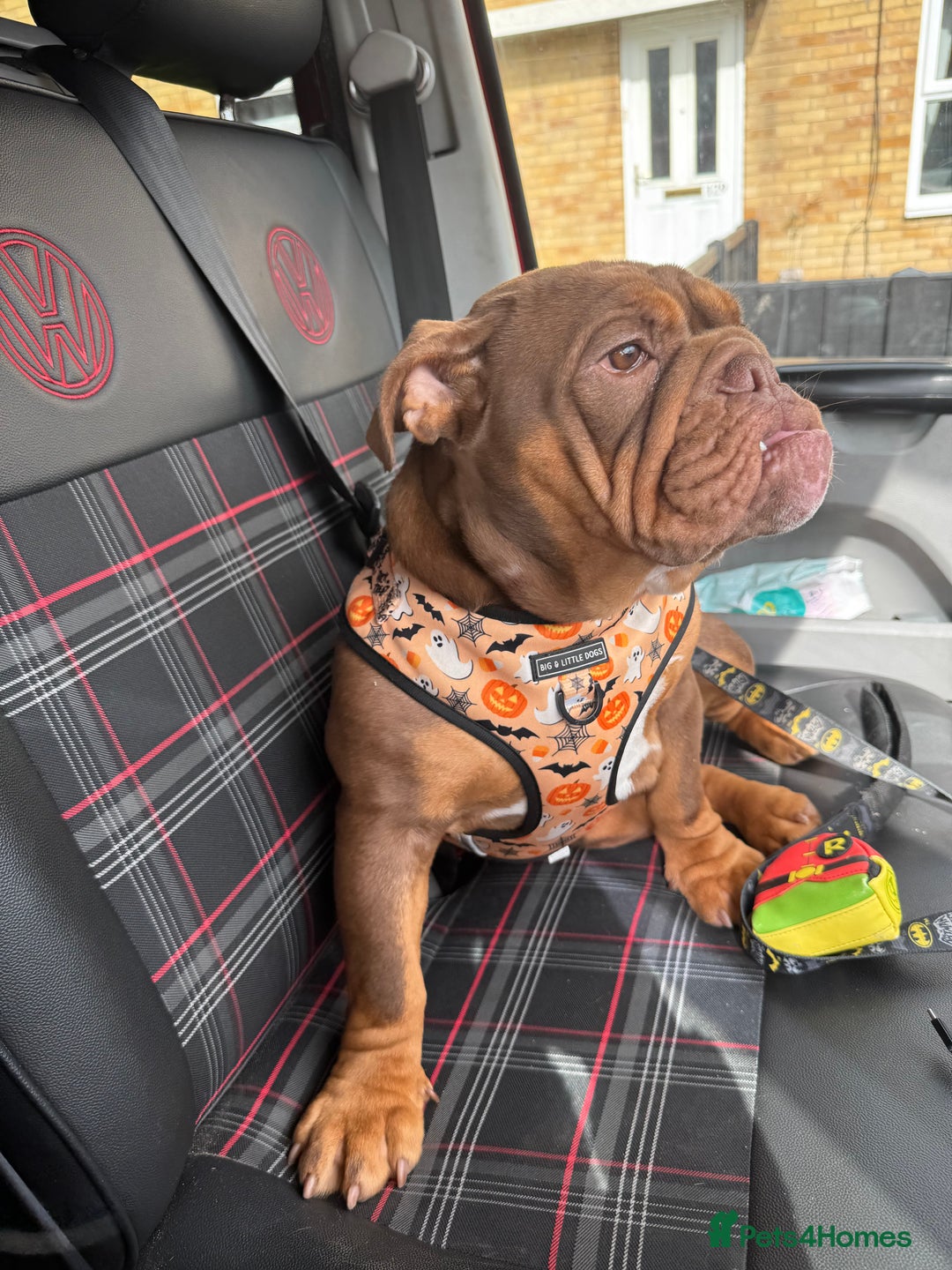English Bulldog dogs for sale: English bulldog chocolate tri boy with Merle genes - Image 2