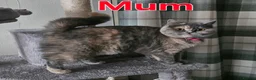 British Shorthair cats for sale: Gorgeous British shorthair kittens - Advert 3
