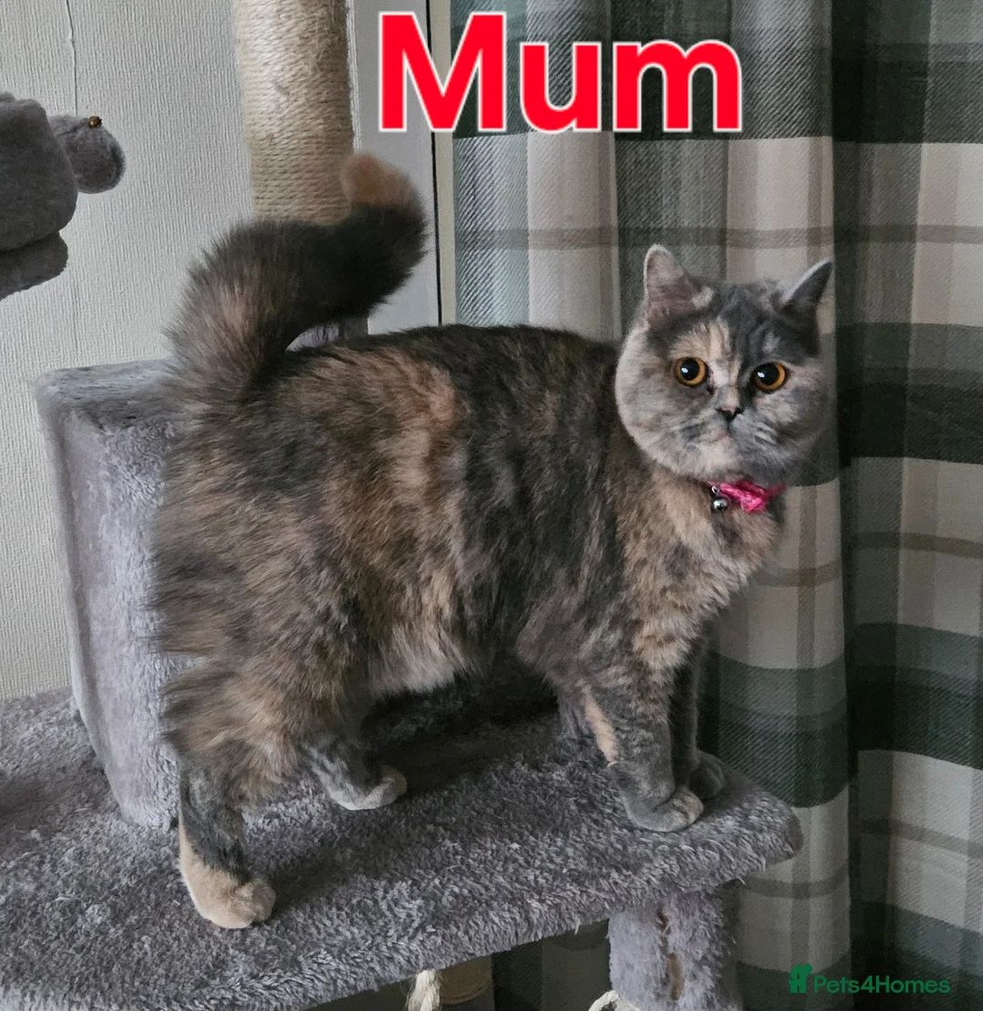 British Shorthair cats for sale: British shorthair kittens  - Advert 2