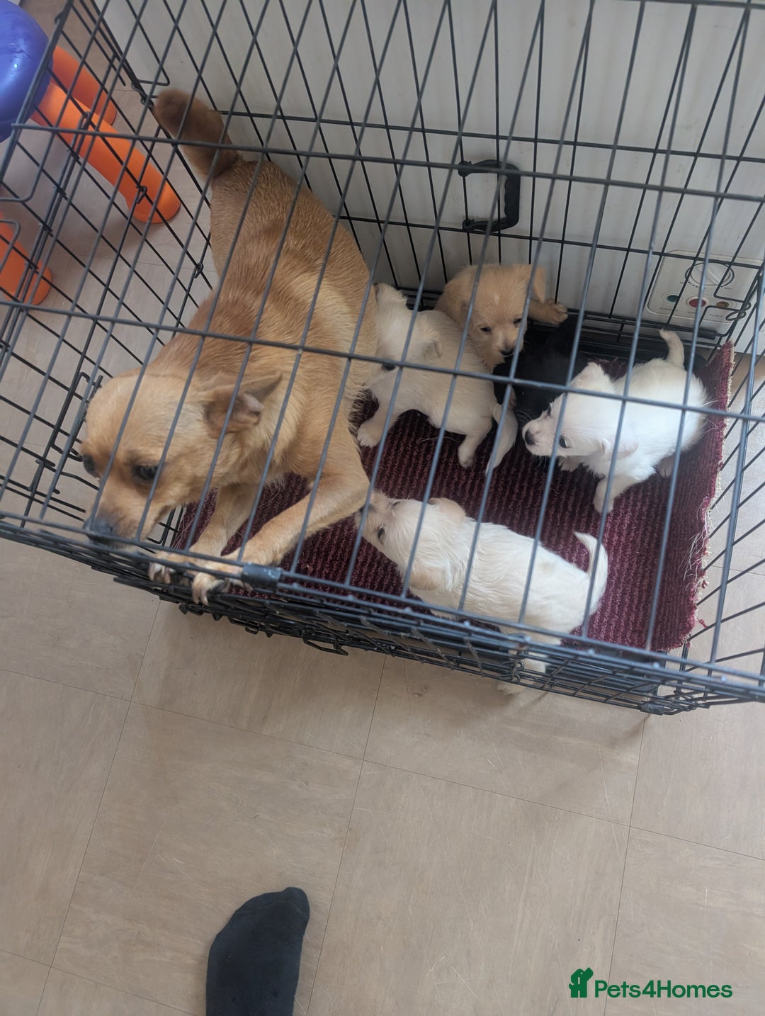 Chipoo dogs for sale: Chihuahua cross poodle puppies  - Image 8
