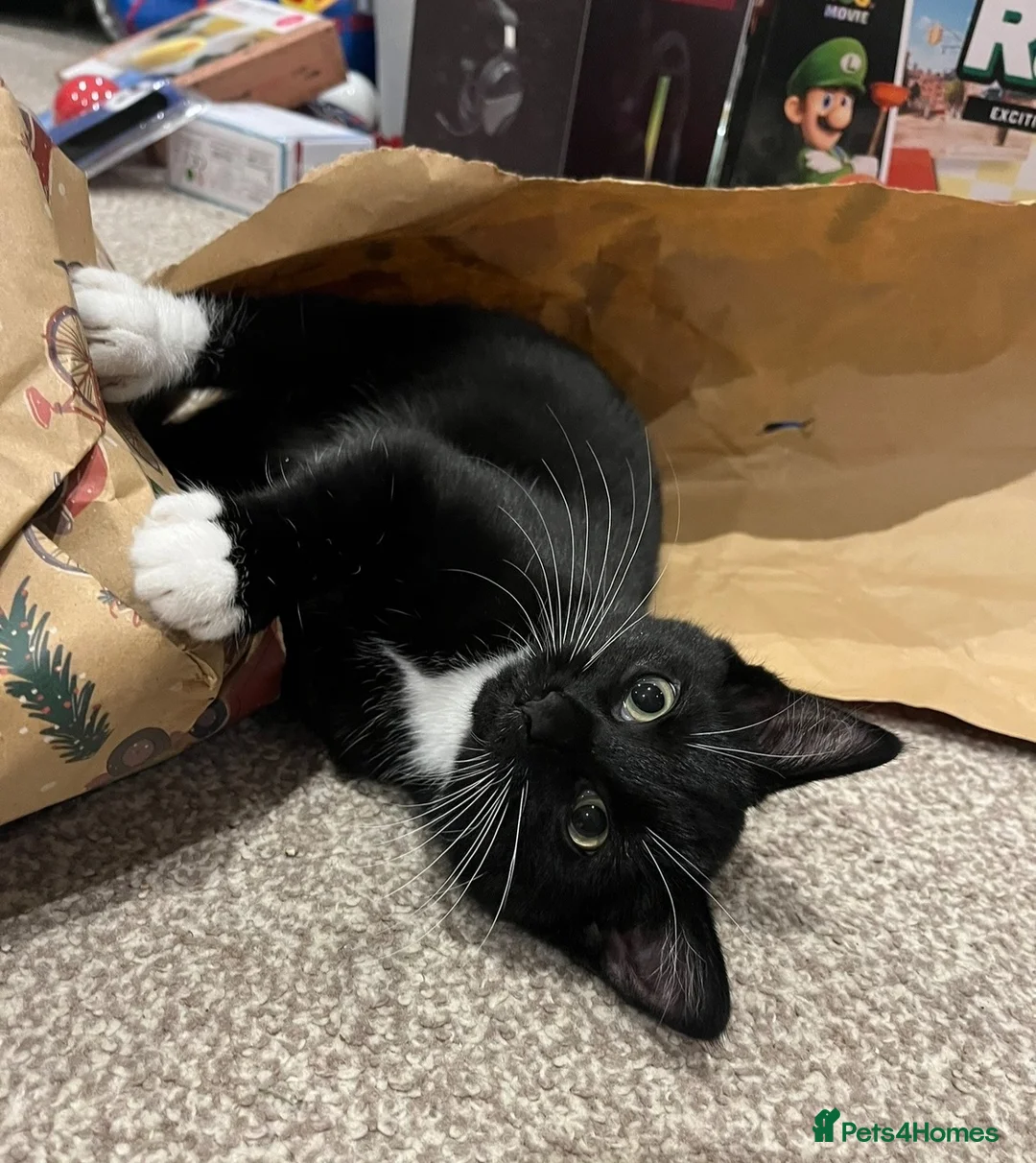 Mixed Breed cats for sale: Tuxedo female cat  - Advert 2