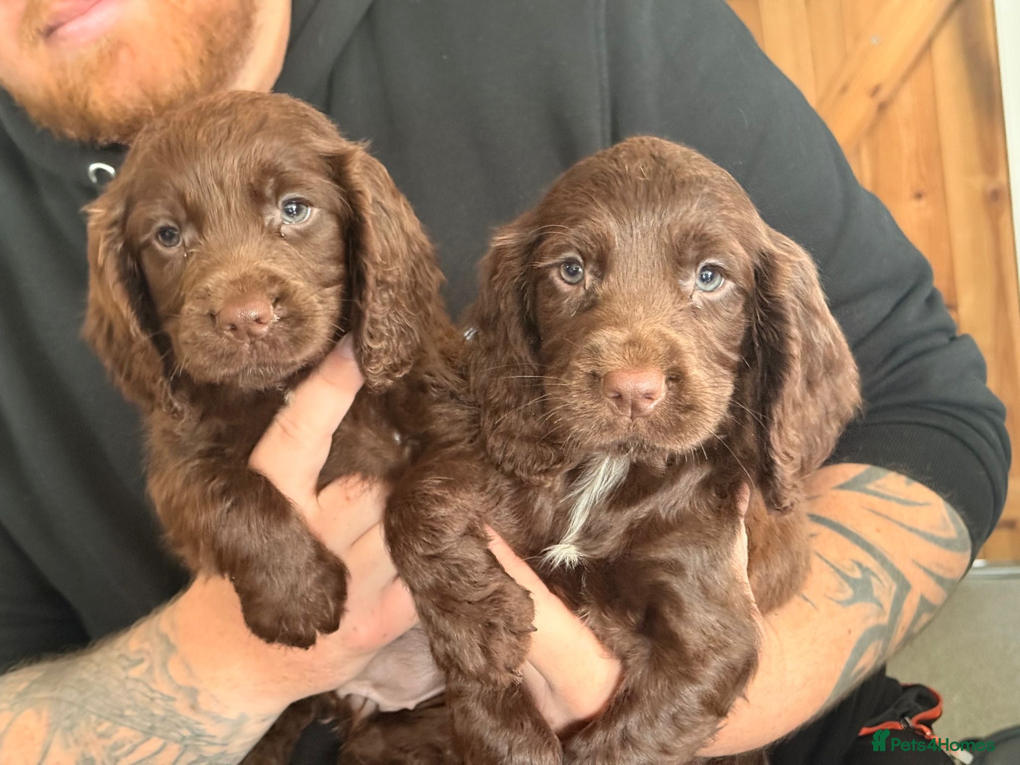 Sprocker dogs Beautiful Sprocker Pups..  - Advert 1