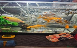 Goldfish fish for sale: Goldfish - Image 1