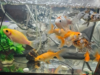 Goldfish fish - Advert 3