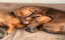 Dachshund dogs for sale: Standard dachshund puppies in Crawley - Image 3