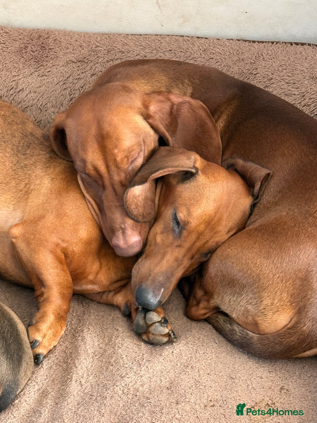 Dachshund dogs for sale: Standard dachshund puppies in Crawley - Image 3