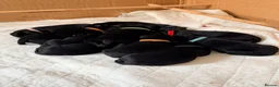 Labrador Retriever dogs for sale: KC Working Black Labrador Puppies  in Fordingbridge - Advert 12